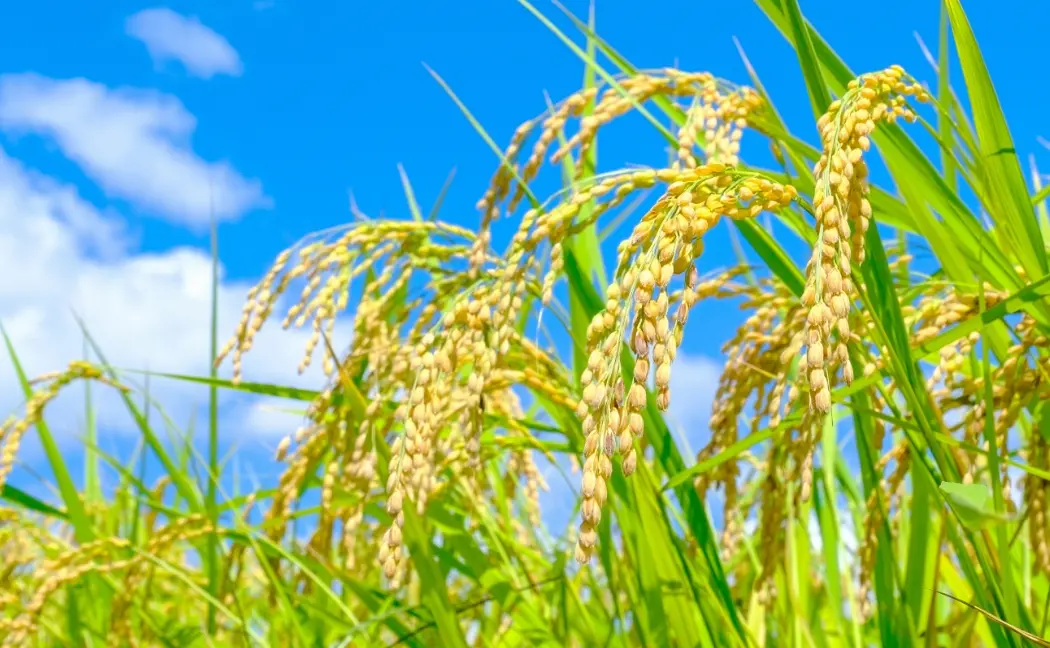 青空の下で黄金色の稲穂が垂れ下がっている様子