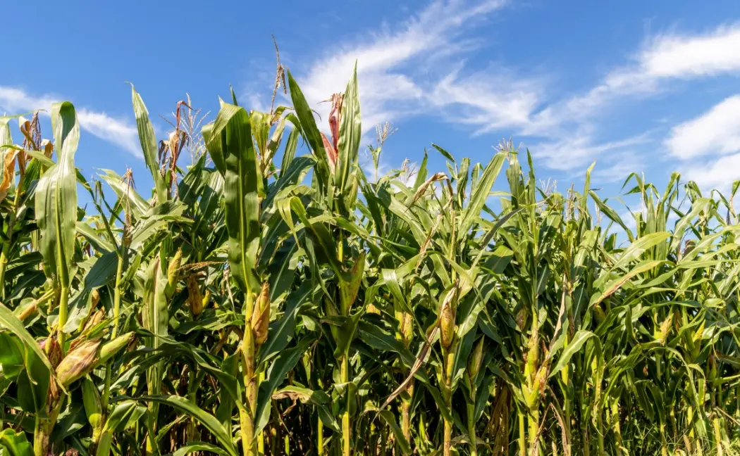 青空の下で背の高いとうもろこしが並んで育つ畑の様子