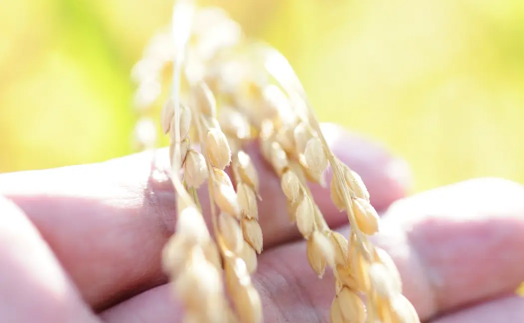 稲穂を手に取り、粒の状態を確かめている様子