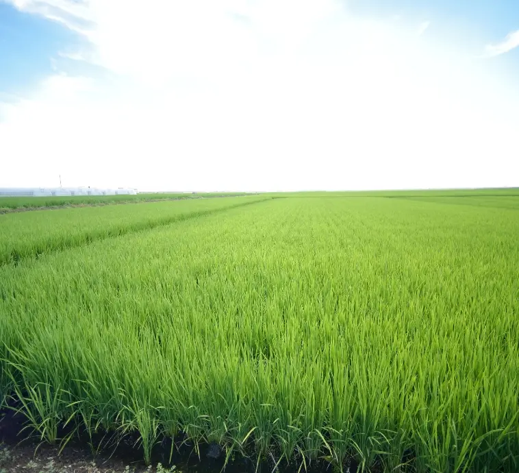 青空の下に広がる緑の稲田が奥まで続く風景