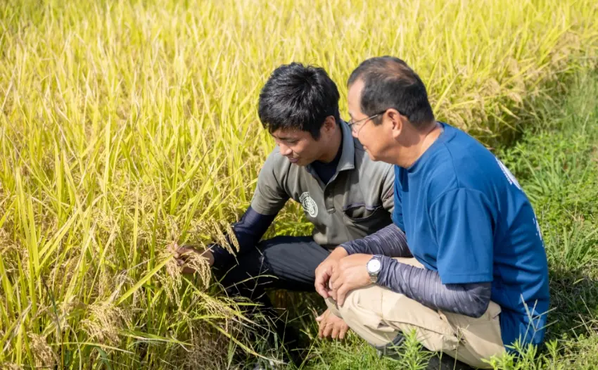 稲の生育を確かめる農場長とスタッフ