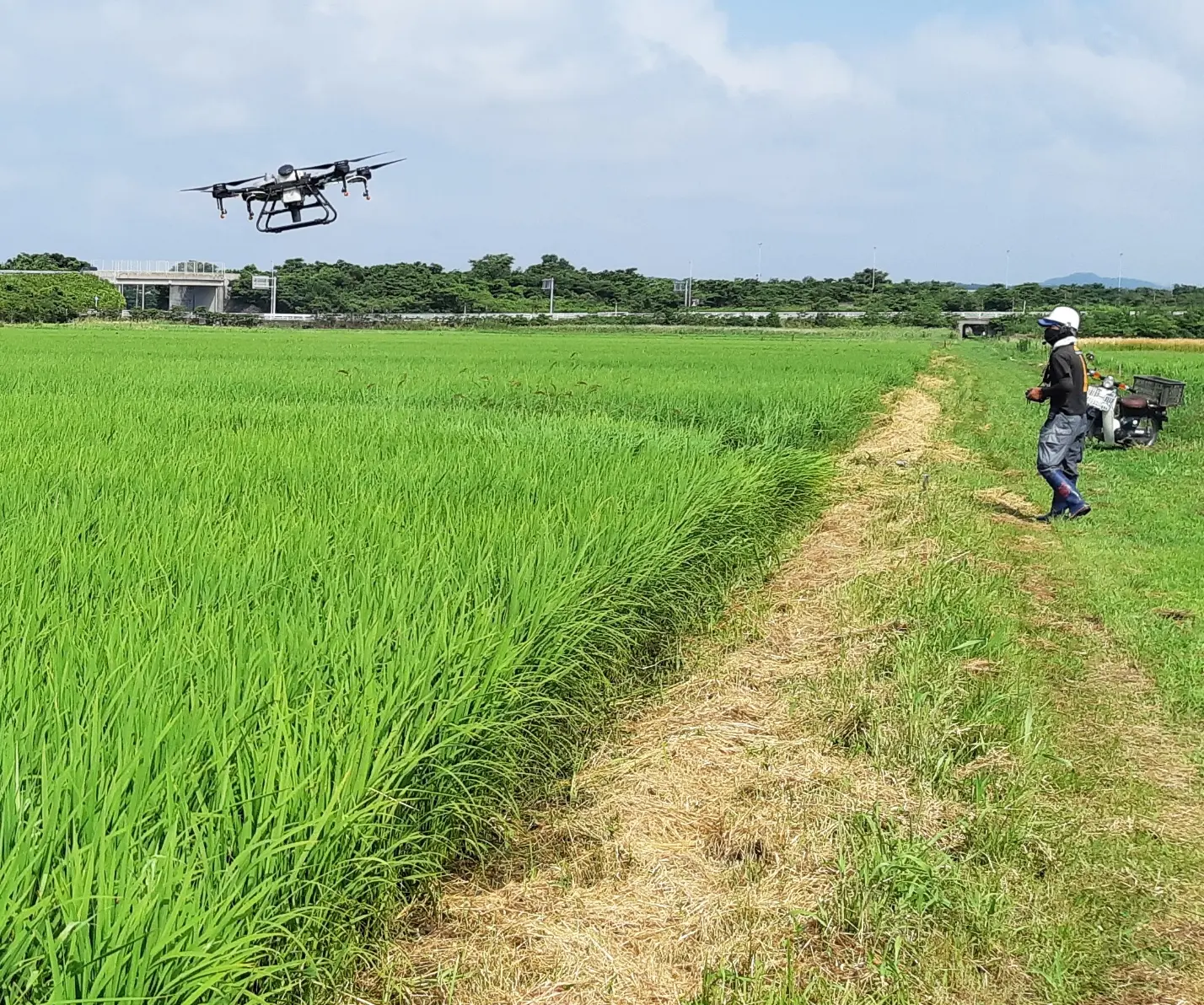 緑豊かな水田でドローンを操作し、生育状況を確認するスタッフ