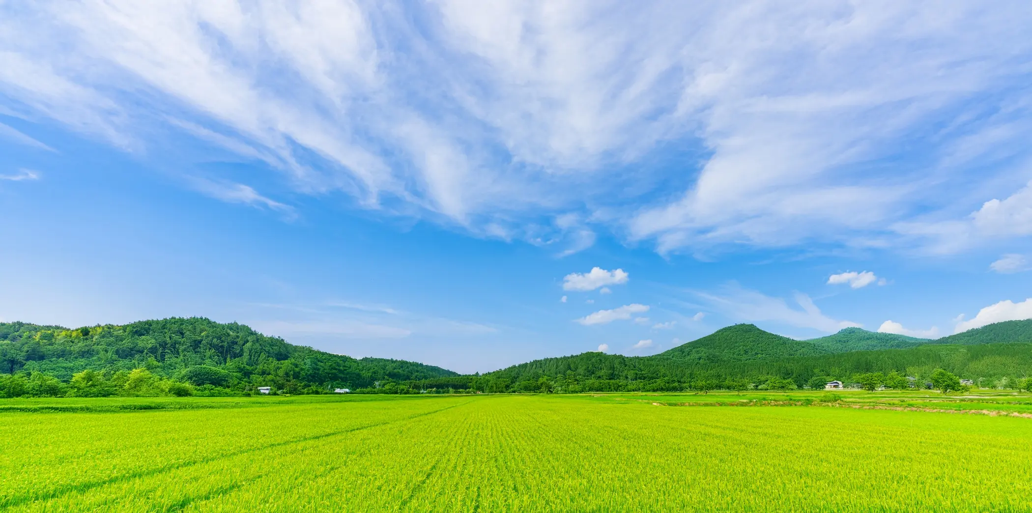 青空の下に広がる緑の田んぼと遠くの山々が見える風景
