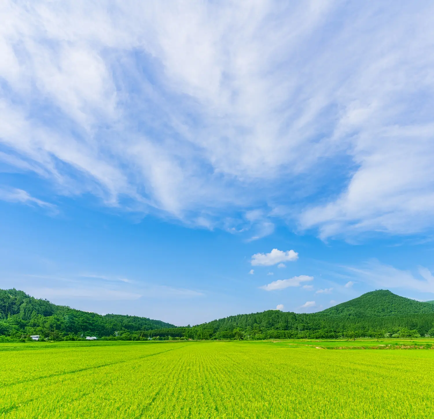 青空の下に広がる緑の田んぼと遠くの山々が見える風景