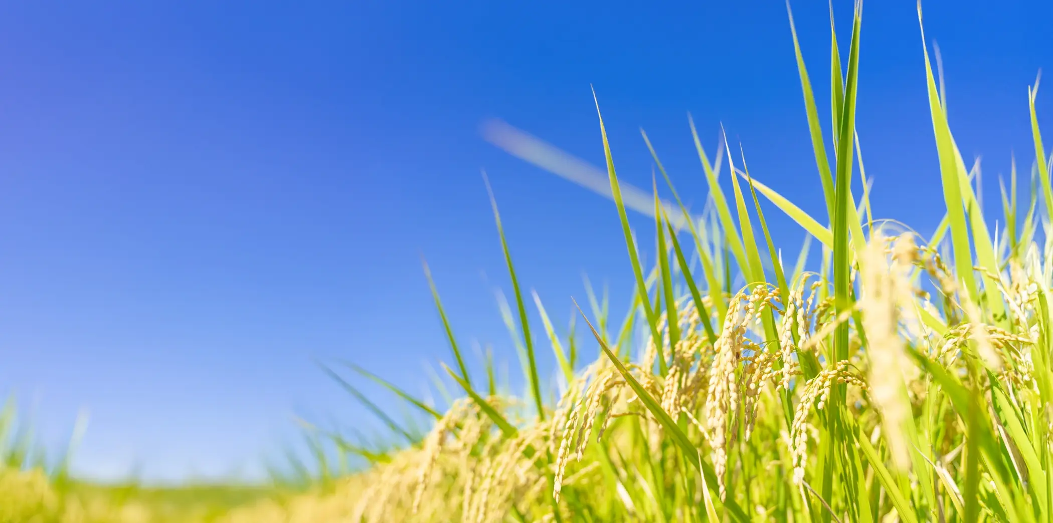 青空の下で黄金色の稲穂が風に揺れる様子のクローズアップ写真