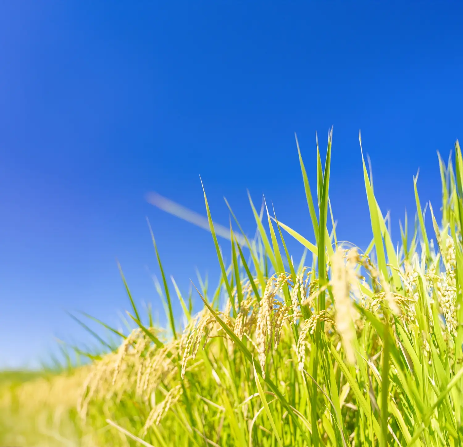青空の下で黄金色の稲穂が風に揺れる様子のクローズアップ写真