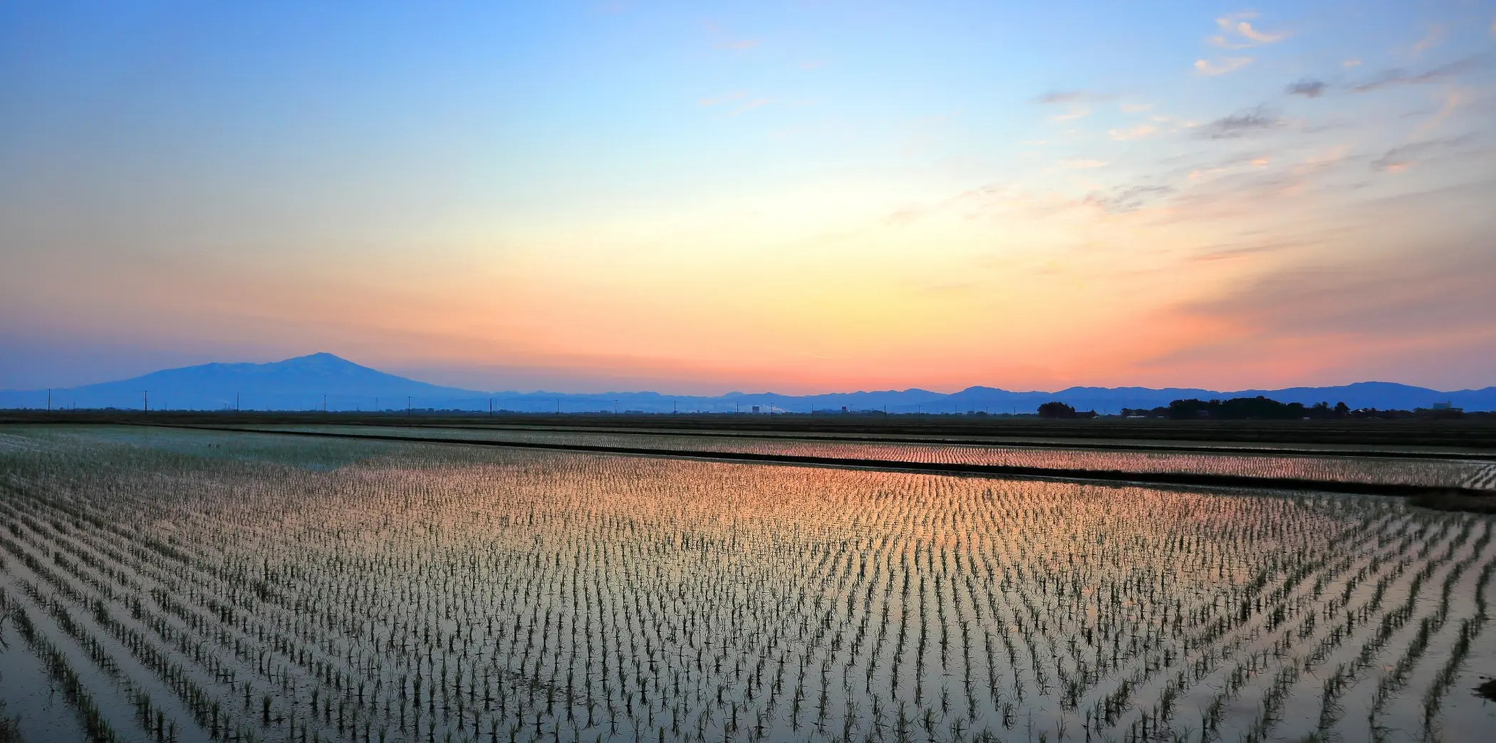 夕焼け空の下、水を張った田んぼに若い稲が整然と植えられている風景