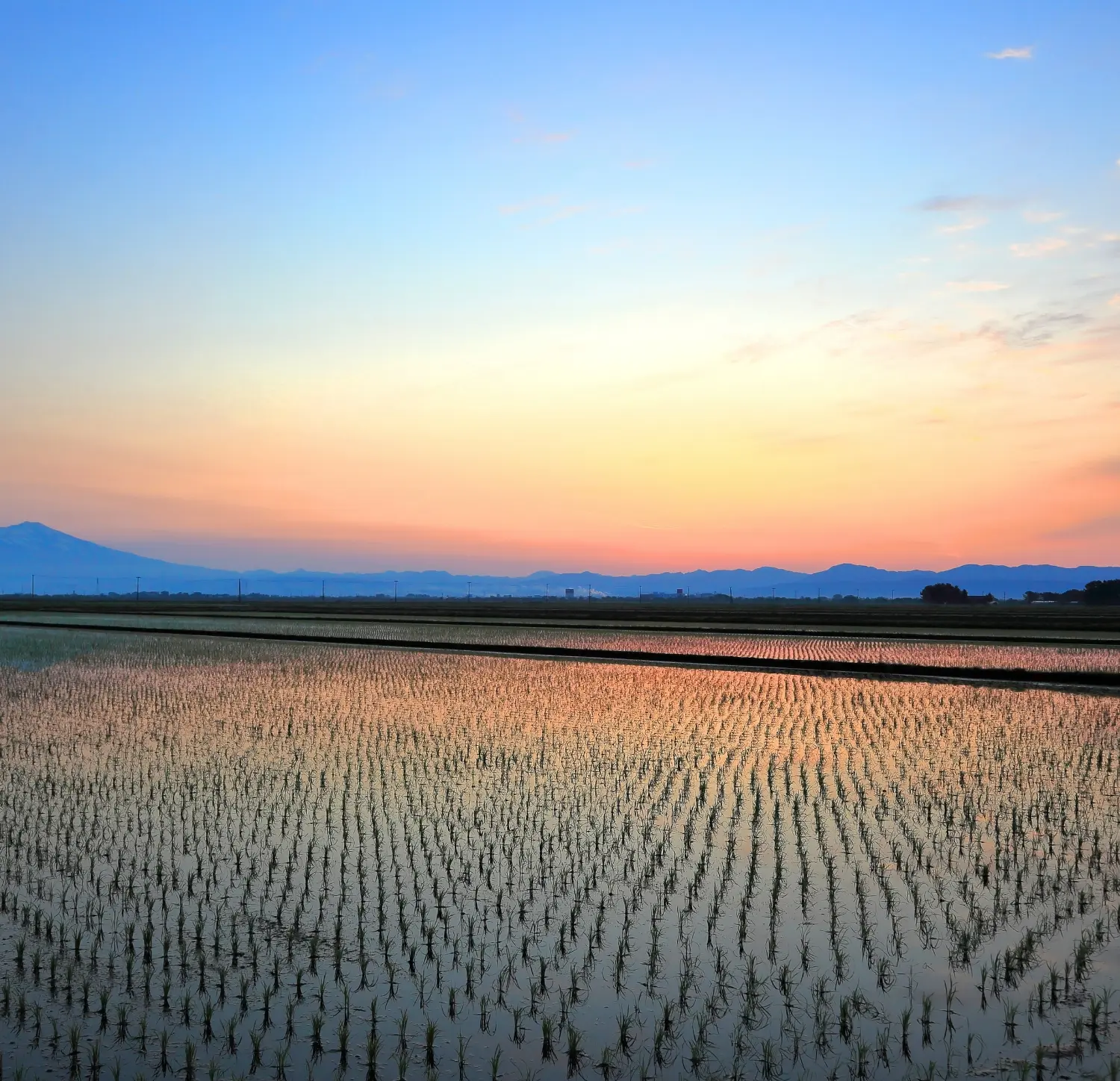 夕焼け空の下、水を張った田んぼに若い稲が整然と植えられている風景